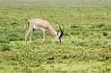 Ndutu Grant Gazelle00